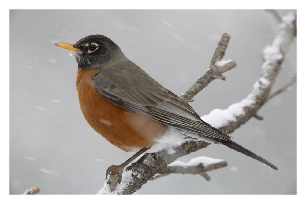 American Robin perching in snow storm, North America-Paper Art-32"x22"