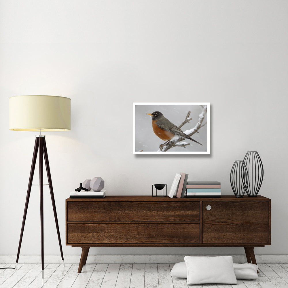 American Robin perching in snow storm, North America-Paper Art-32&quotx22"