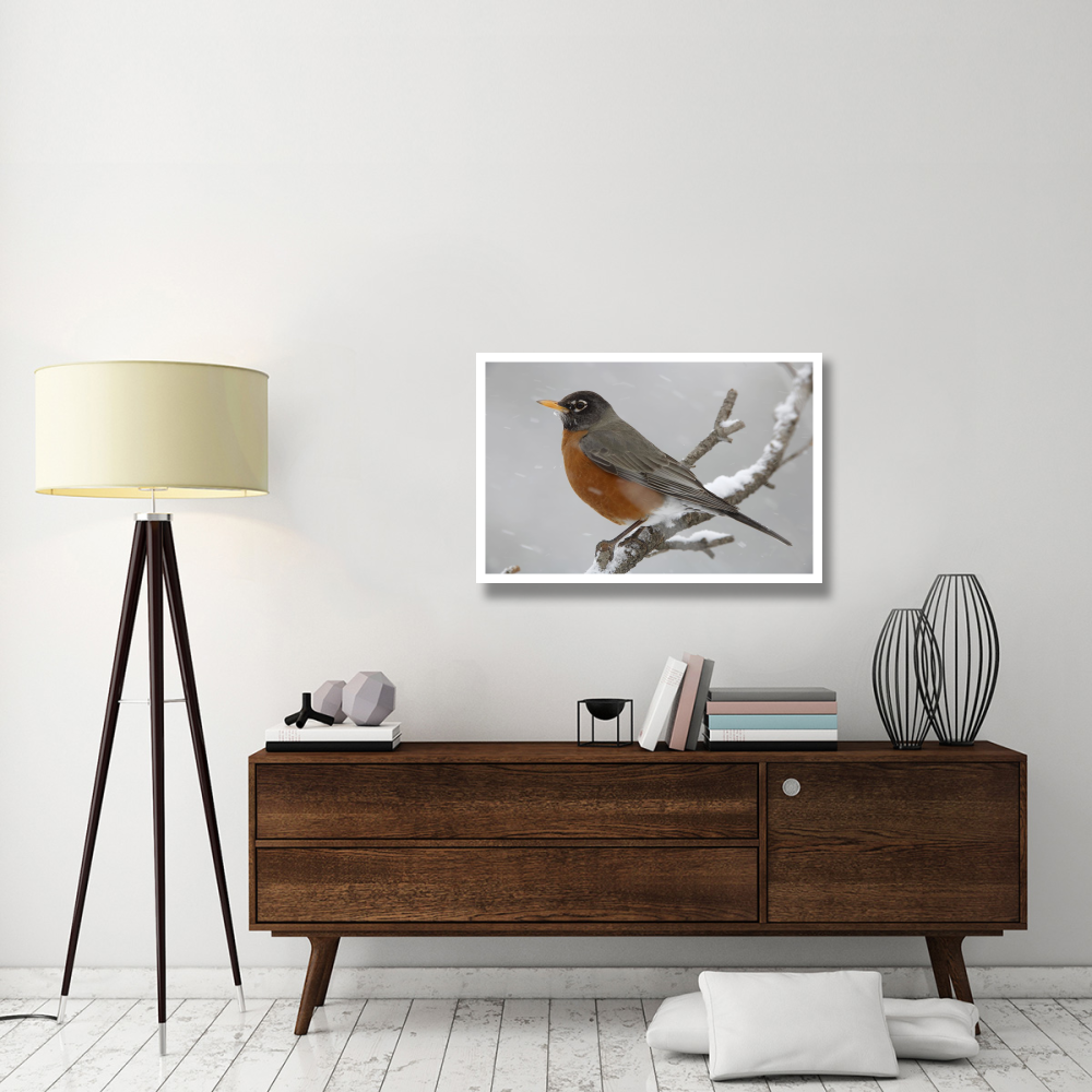 American Robin perching in snow storm, North America-Paper Art-38&quotx26"