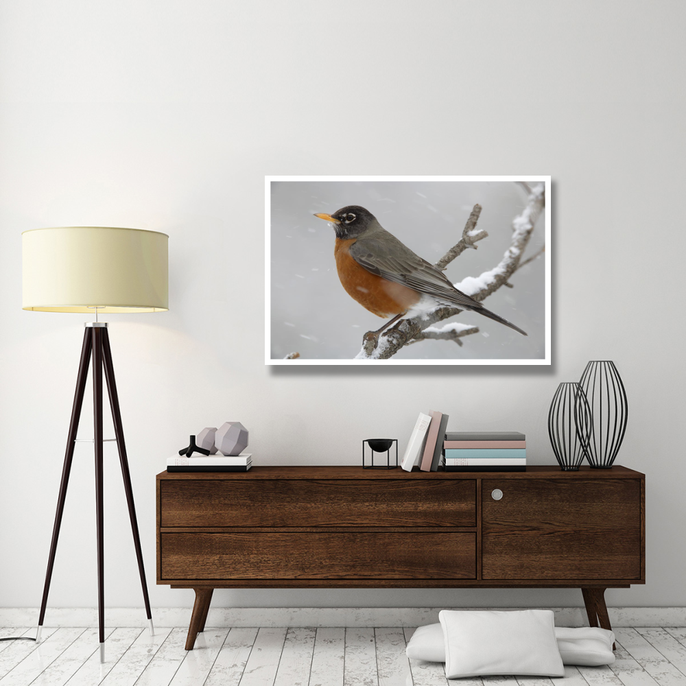American Robin perching in snow storm, North America-Paper Art-50&quotx34"