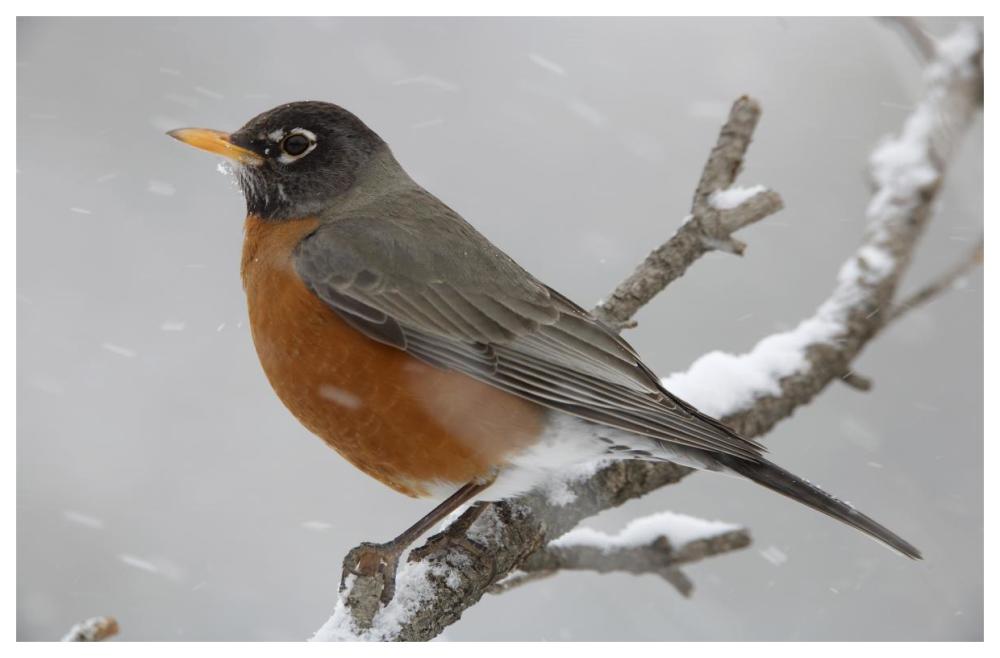 American Robin perching in snow storm, North America-Paper Art-62"x42"