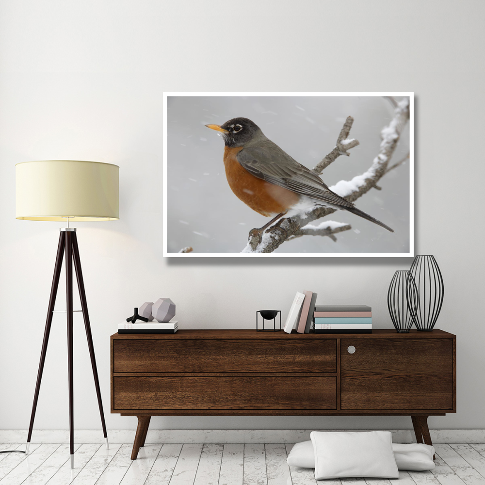 American Robin perching in snow storm, North America-Paper Art-62&quotx42"