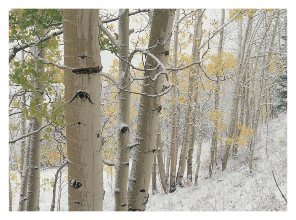 Aspens with snow, Gunnison National Forest, Colorado-Paper Art-18"x14"