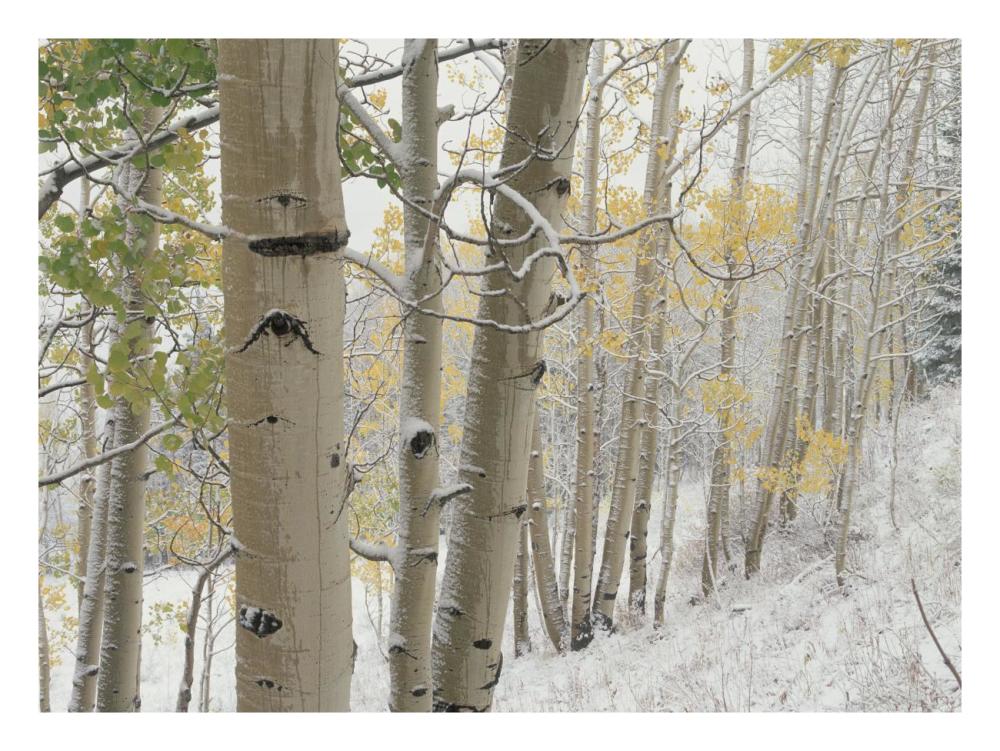 Aspens with snow, Gunnison National Forest, Colorado-Paper Art-26"x20"
