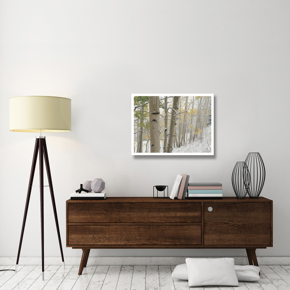 Aspens with snow, Gunnison National Forest, Colorado-Paper Art-34&quotx26"