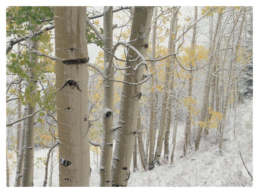 Aspens with snow, Gunnison National Forest, Colorado-Paper Art-42"x32"