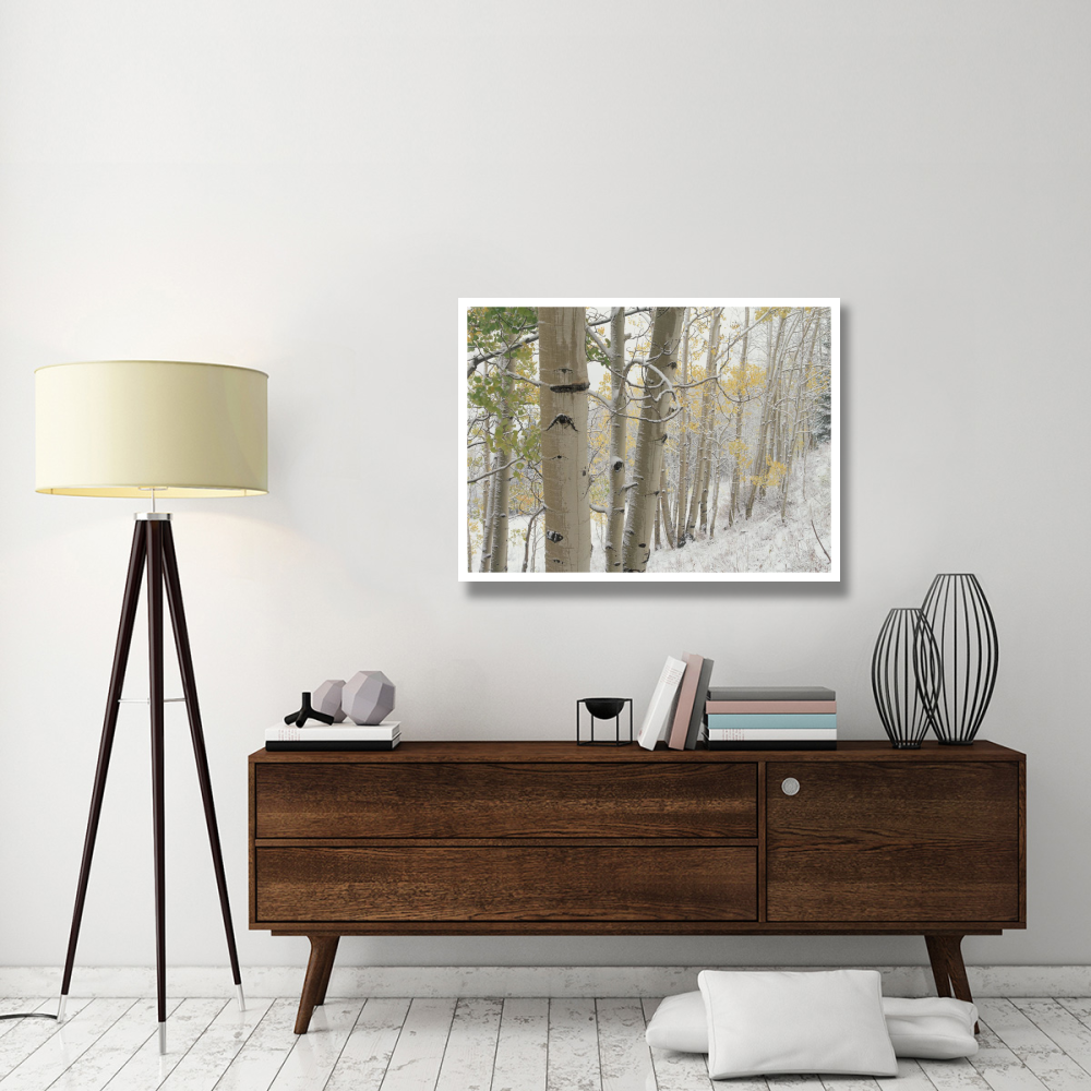 Aspens with snow, Gunnison National Forest, Colorado-Paper Art-42&quotx32"