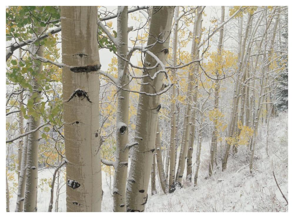 Aspens with snow, Gunnison National Forest, Colorado-Paper Art-50"x38"