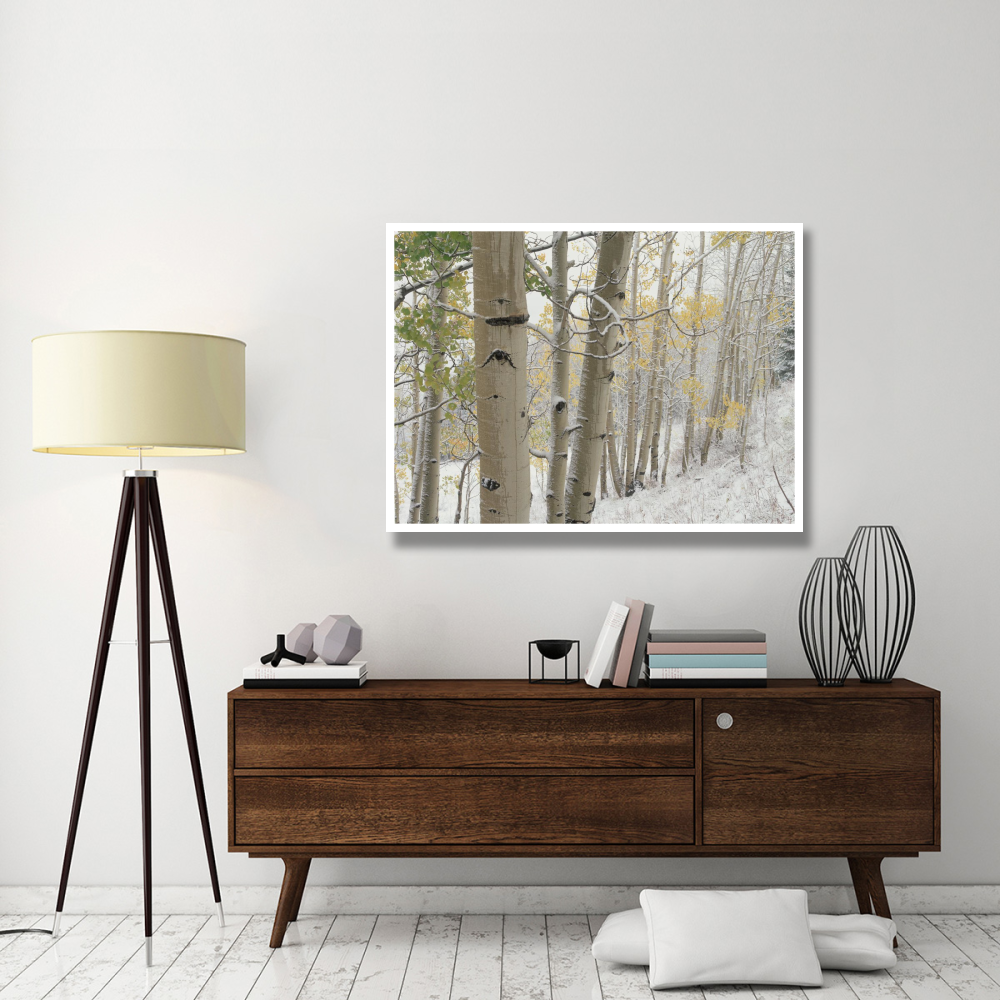 Aspens with snow, Gunnison National Forest, Colorado-Paper Art-50&quotx38"
