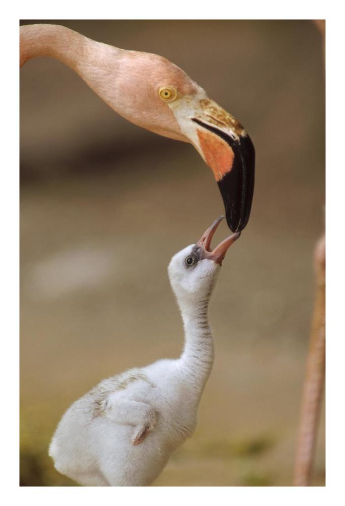 Greater Flamingo mother and chick, Caribbean species-Paper Art-18"x26"