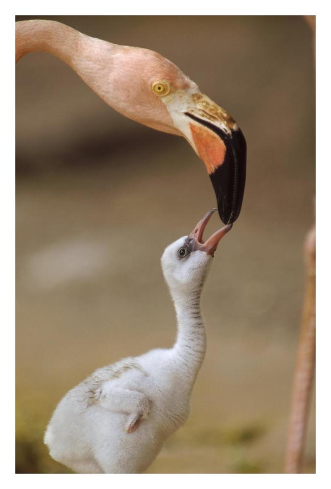 Greater Flamingo mother and chick, Caribbean species-Paper Art-22"x32"