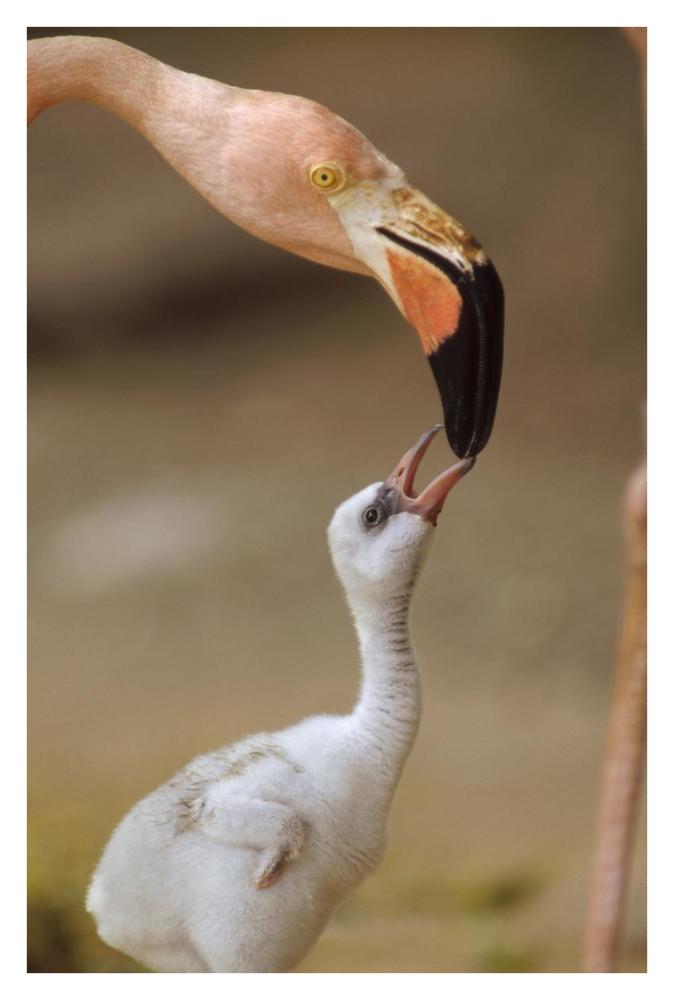 Greater Flamingo mother and chick, Caribbean species-Paper Art-26"x38"