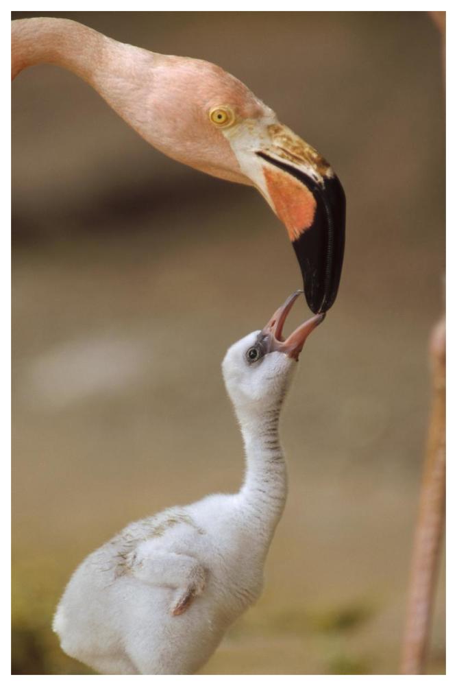Greater Flamingo mother and chick, Caribbean species-Paper Art-42"x62"