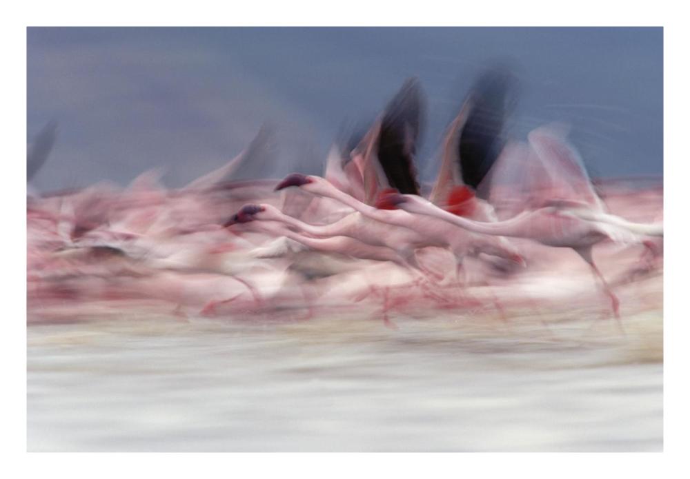Lesser Flamingo group taking flight from lake, Kenya-Paper Art-26"x18"