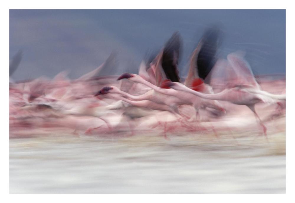 Lesser Flamingo group taking flight from lake, Kenya-Paper Art-32"x22"