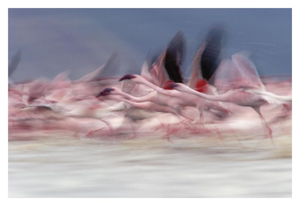 Lesser Flamingo group taking flight from lake, Kenya-Paper Art-38"x26"