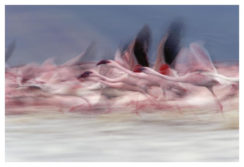 Lesser Flamingo group taking flight from lake, Kenya-Paper Art-50"x34"