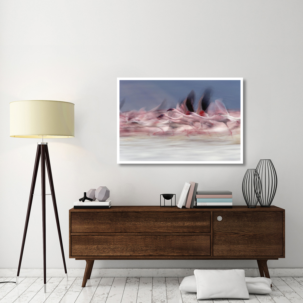 Lesser Flamingo group taking flight from lake, Kenya-Paper Art-50&quotx34"