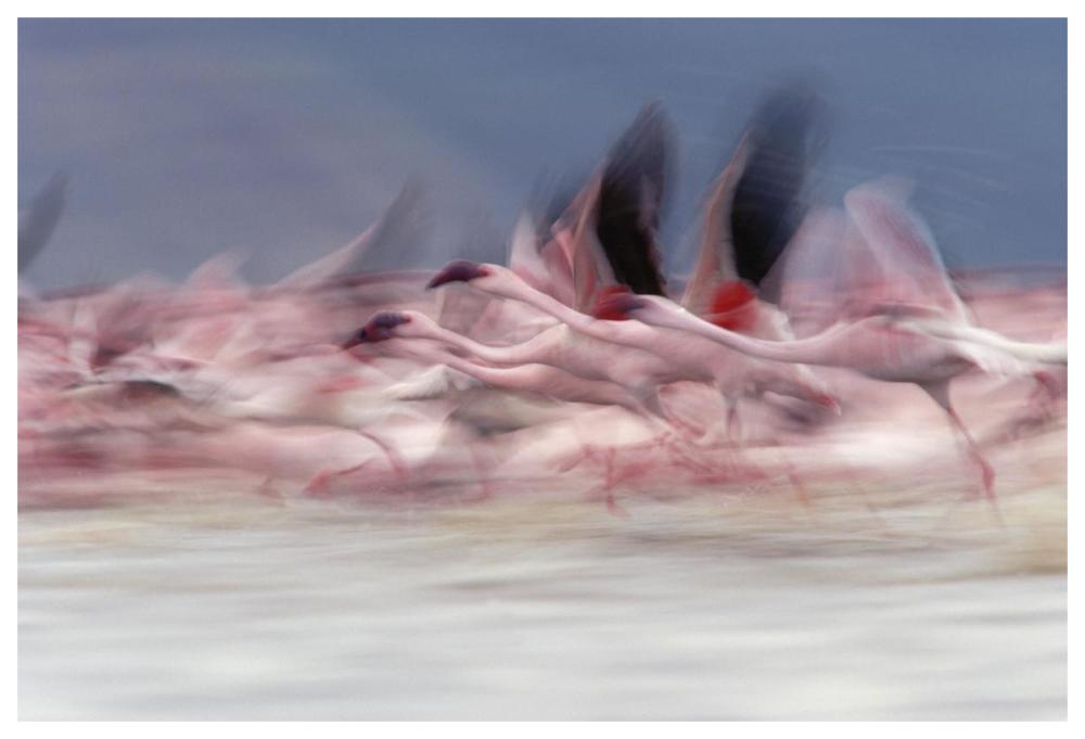 Lesser Flamingo group taking flight from lake, Kenya-Paper Art-62"x42"