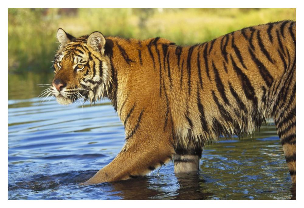 Siberian Tiger walking through a shallow river, Asia-Paper Art-20"x14"