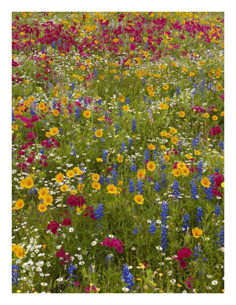 Drummond's Phlox and Bluebonnet near Westhoff, Texas-Paper Art-20"x26"