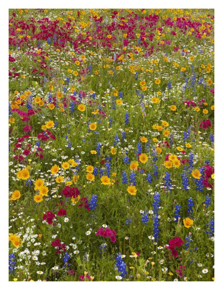 Drummond's Phlox and Bluebonnet near Westhoff, Texas-Paper Art-26"x34"