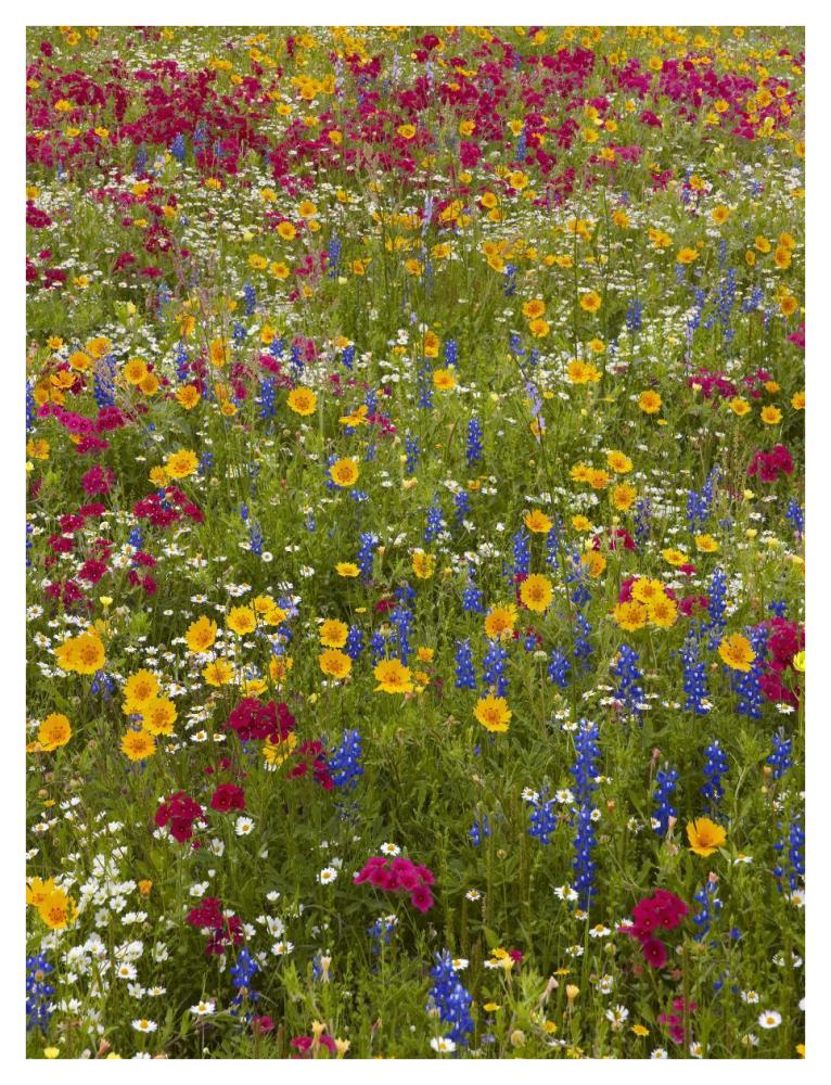 Drummond's Phlox and Bluebonnet near Westhoff, Texas-Paper Art-32"x42"