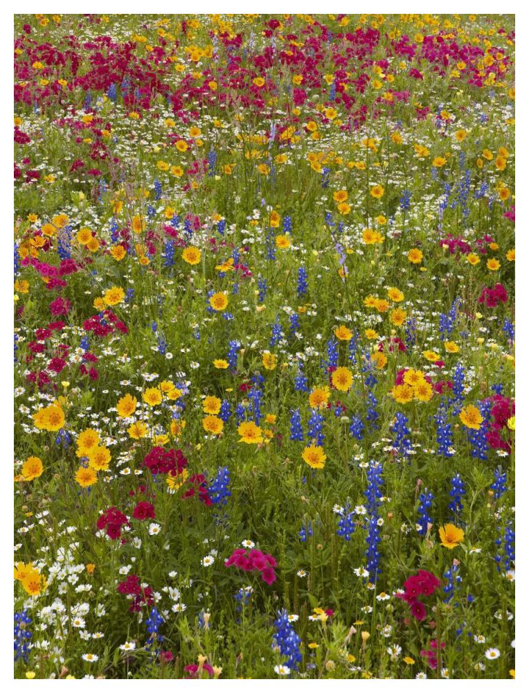 Drummond's Phlox and Bluebonnet near Westhoff, Texas-Paper Art-38"x50"