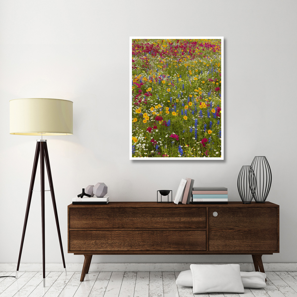 Drummond's Phlox and Bluebonnet near Westhoff, Texas-Paper Art-38&quotx50"