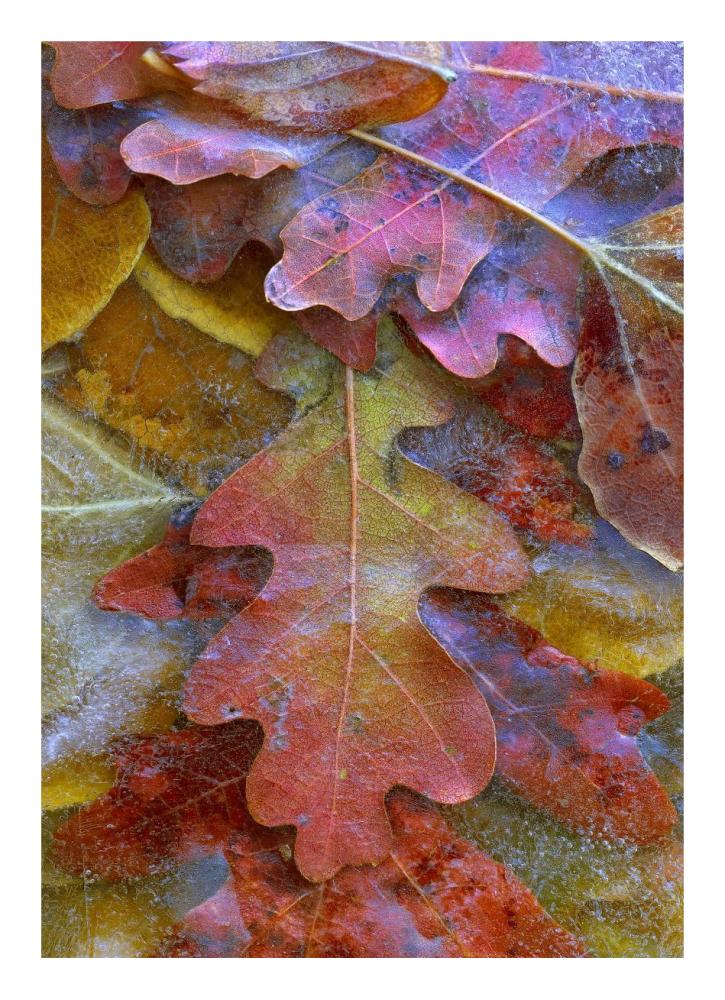 Fallen autumn colored Oak leaves frozen on the ground-Paper Art-17.4"x24"