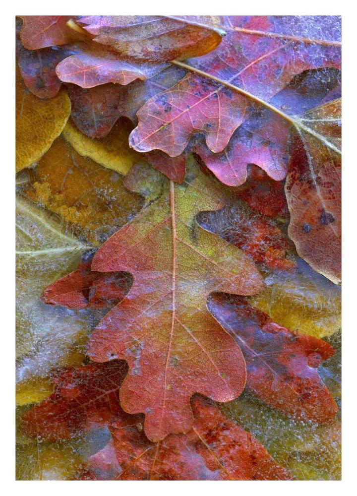 Fallen autumn colored Oak leaves frozen on the ground-Paper Art-23"x32"