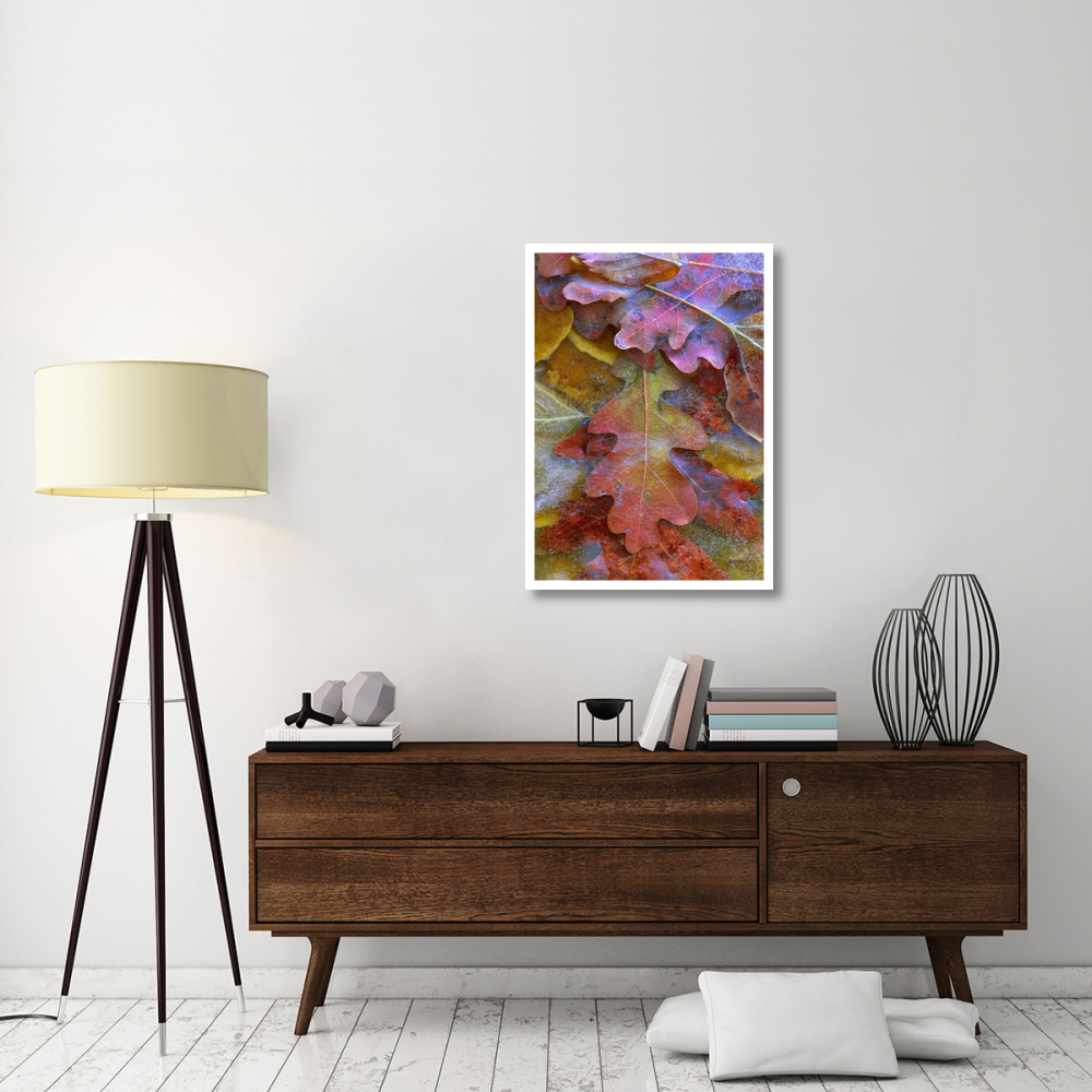 Fallen autumn colored Oak leaves frozen on the ground-Paper Art-27.2&quotx38"