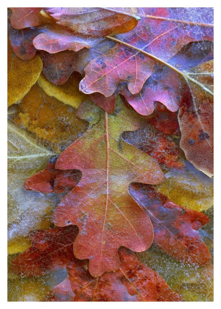 Fallen autumn colored Oak leaves frozen on the ground-Paper Art-30"x42"