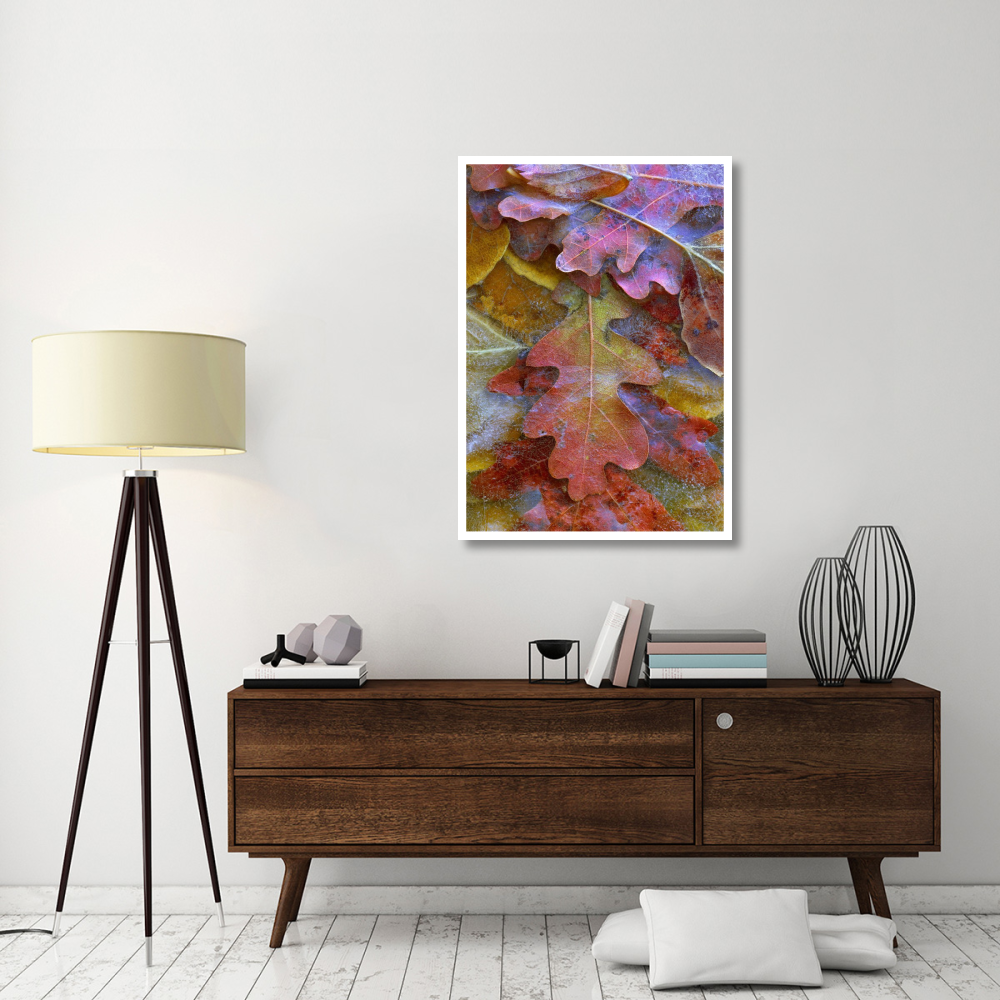 Fallen autumn colored Oak leaves frozen on the ground-Paper Art-32.8&quotx46"