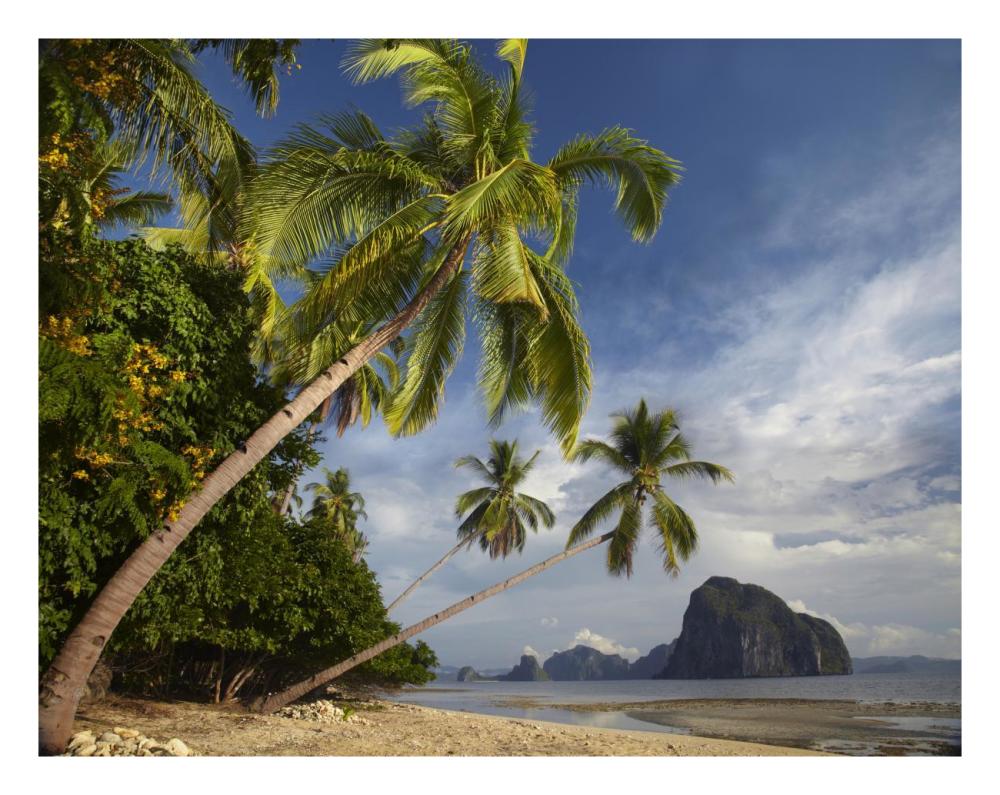 Palm trees, Pinagbuyutan Island, Palawan, Philippines-Paper Art-26"x20"