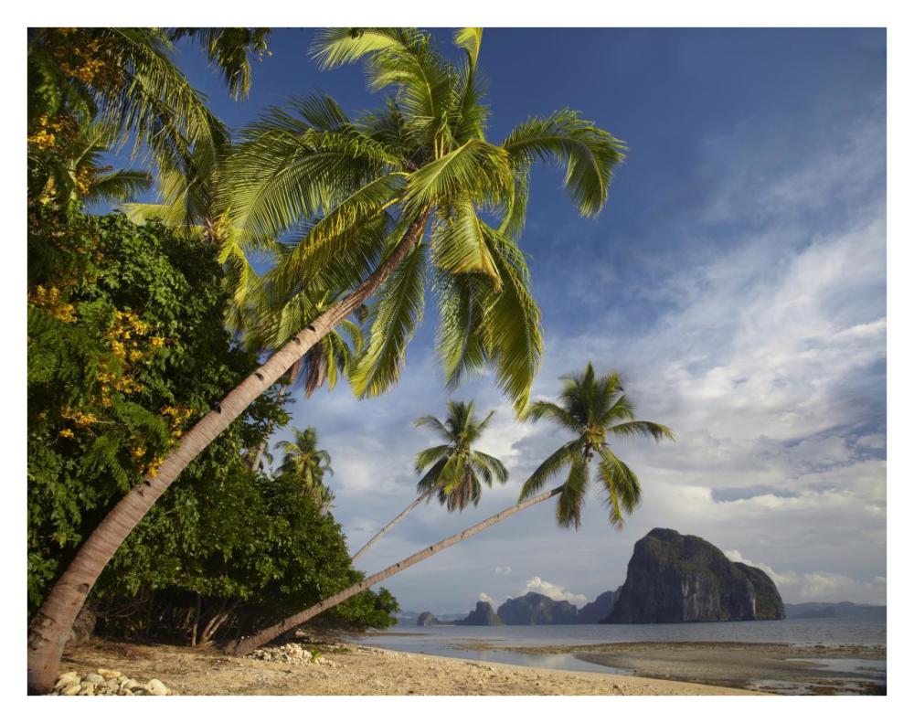Palm trees, Pinagbuyutan Island, Palawan, Philippines-Paper Art-34"x26"