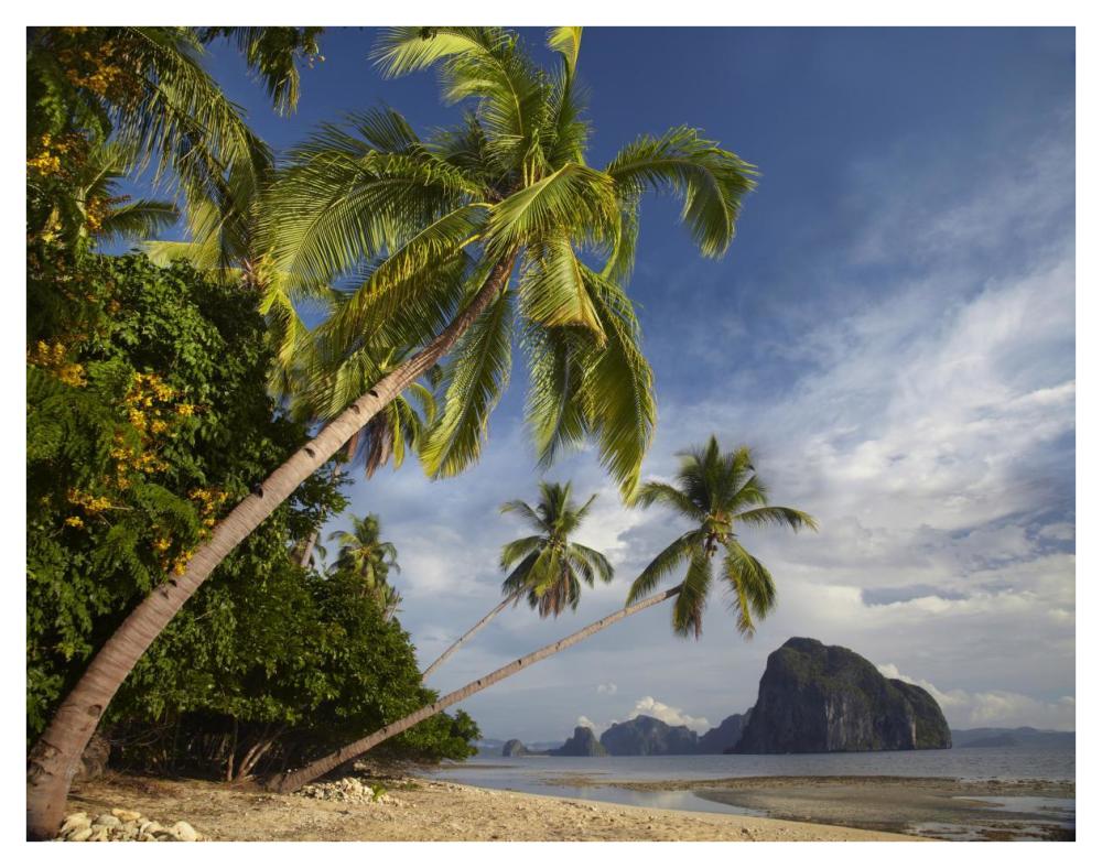 Palm trees, Pinagbuyutan Island, Palawan, Philippines-Paper Art-42"x32"