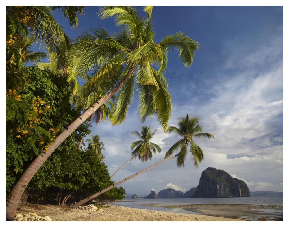 Palm trees, Pinagbuyutan Island, Palawan, Philippines-Paper Art-50"x38"