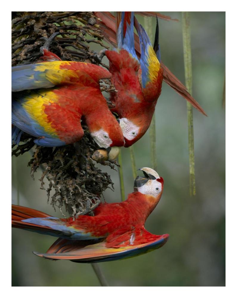 Scarlet Macaw trio feeding on palm fruits, Costa Rica-Paper Art-20"x26"