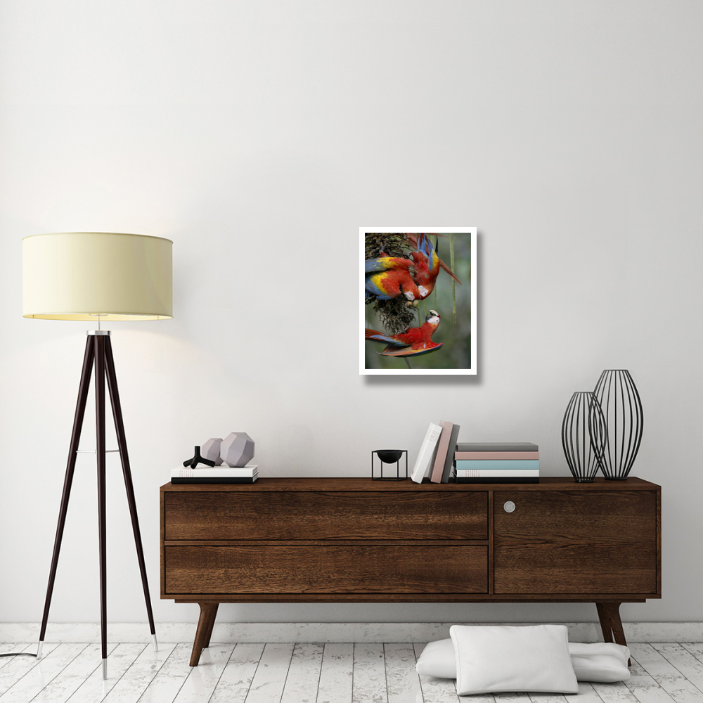 Scarlet Macaw trio feeding on palm fruits, Costa Rica-Paper Art-20&quotx26"