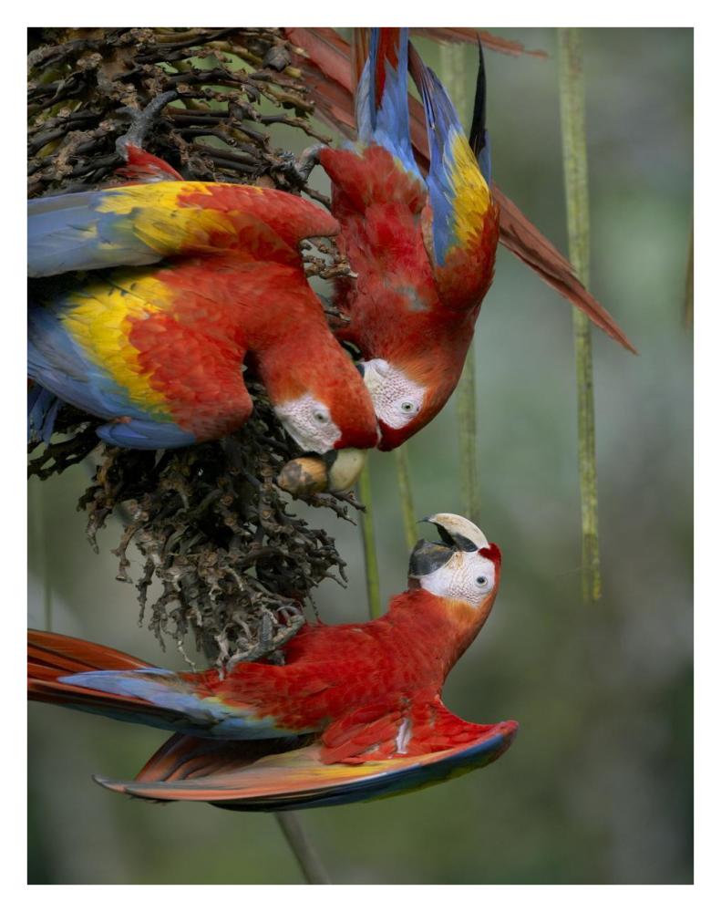 Scarlet Macaw trio feeding on palm fruits, Costa Rica-Paper Art-26"x34"