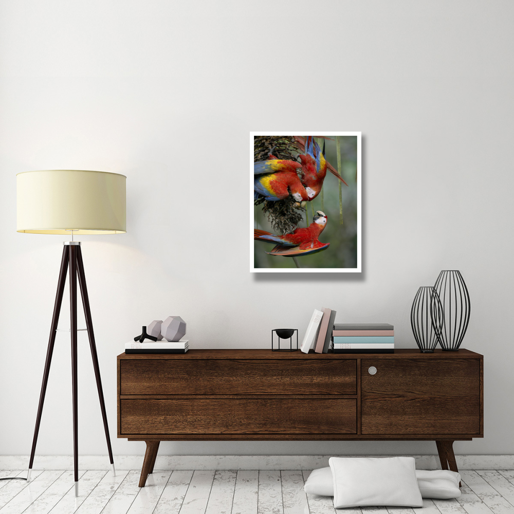 Scarlet Macaw trio feeding on palm fruits, Costa Rica-Paper Art-26&quotx34"