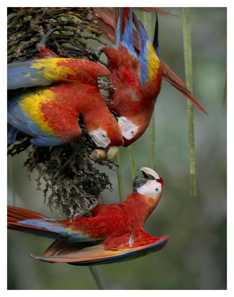 Scarlet Macaw trio feeding on palm fruits, Costa Rica-Paper Art-32"x42"