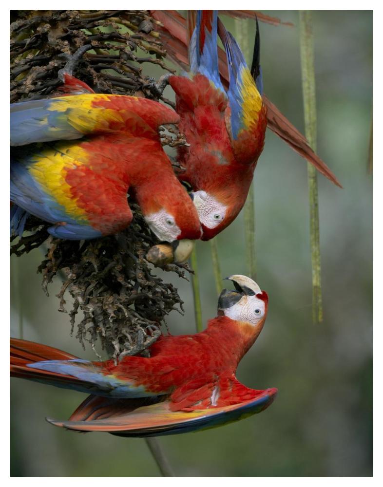 Scarlet Macaw trio feeding on palm fruits, Costa Rica-Paper Art-38"x50"