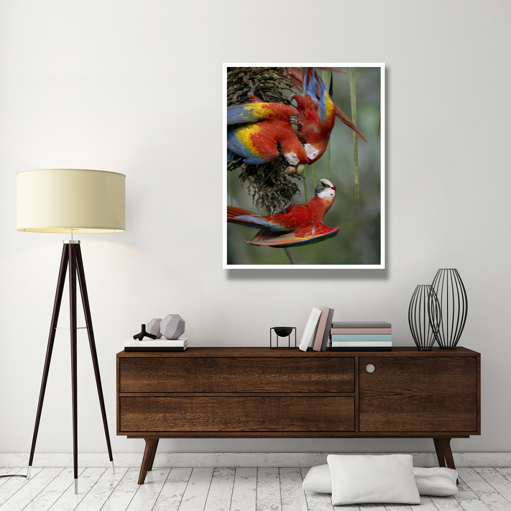 Scarlet Macaw trio feeding on palm fruits, Costa Rica-Paper Art-38&quotx50"