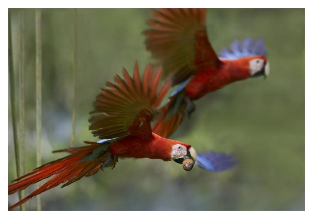 Scarlet Macaw pair flying with palm fruit, Costa Rica-Paper Art-20"x14"
