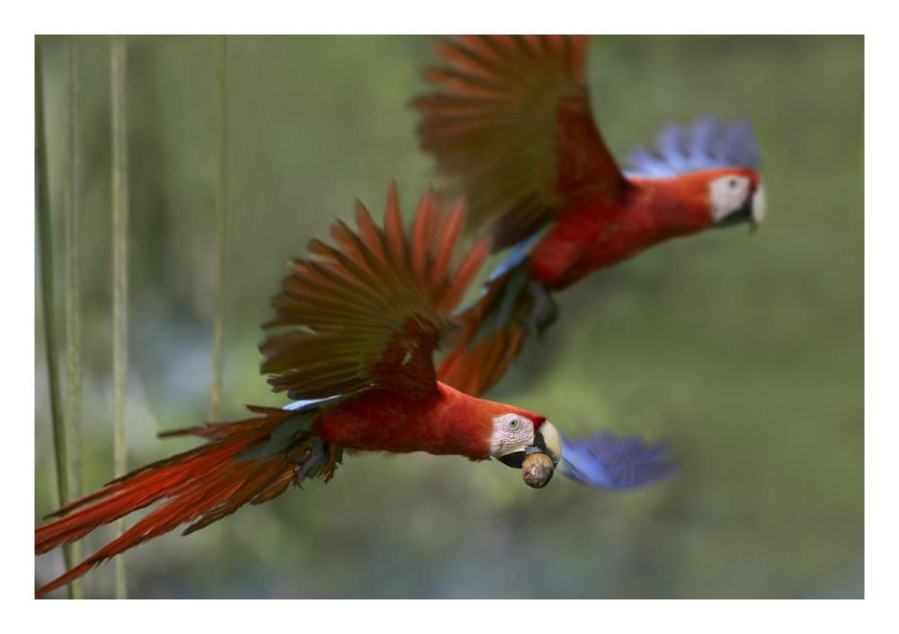 Scarlet Macaw pair flying with palm fruit, Costa Rica-Paper Art-26"x18"