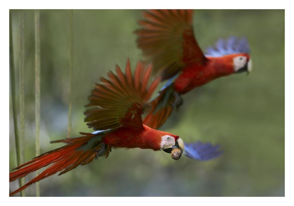 Scarlet Macaw pair flying with palm fruit, Costa Rica-Paper Art-32"x22"