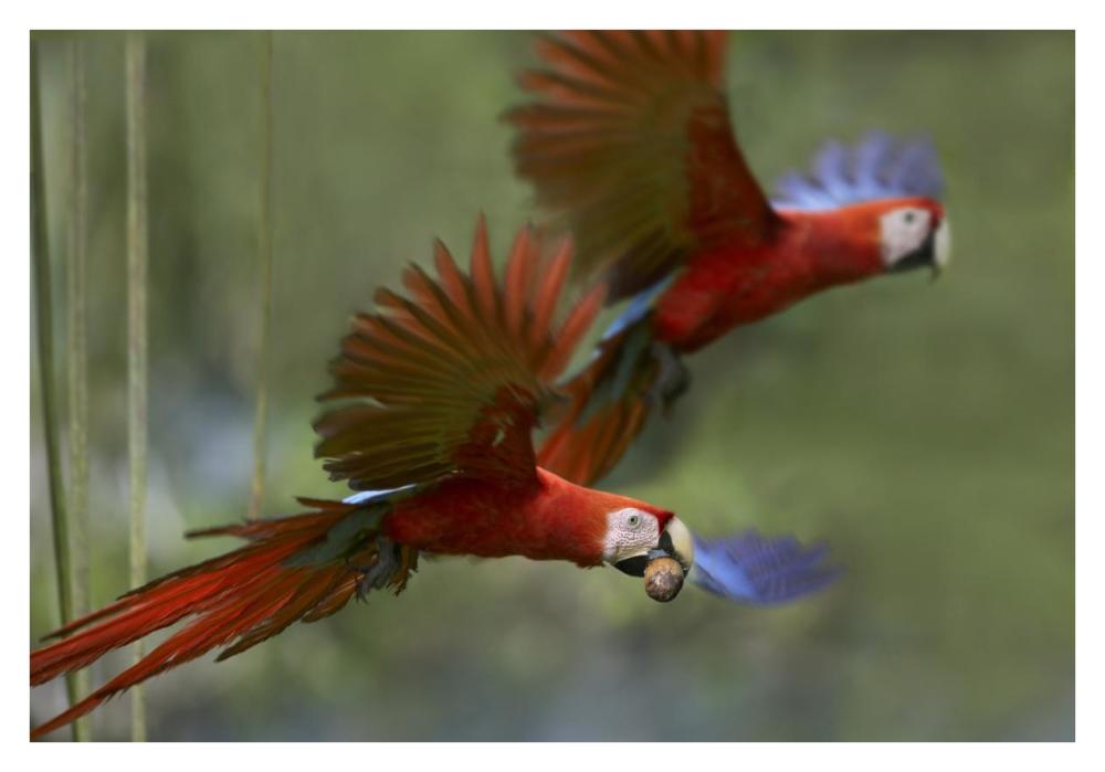 Scarlet Macaw pair flying with palm fruit, Costa Rica-Paper Art-38"x26"