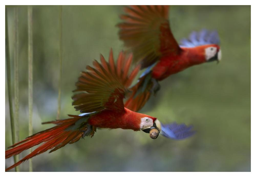 Scarlet Macaw pair flying with palm fruit, Costa Rica-Paper Art-50"x34"